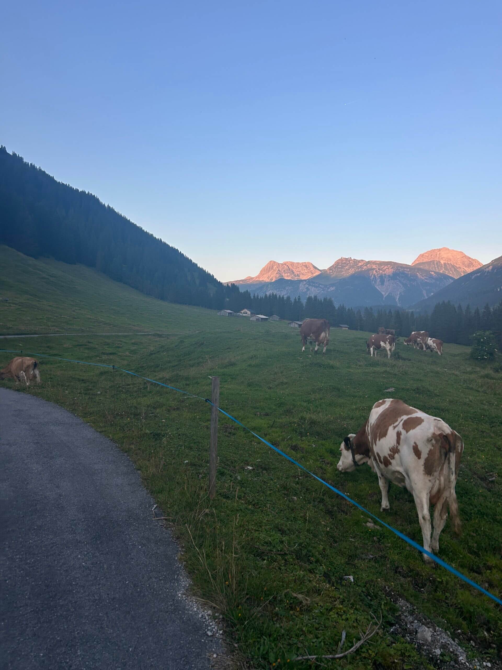 Kuh weidet auf einer Wiese, im Hintergrund Berge im Abendrot