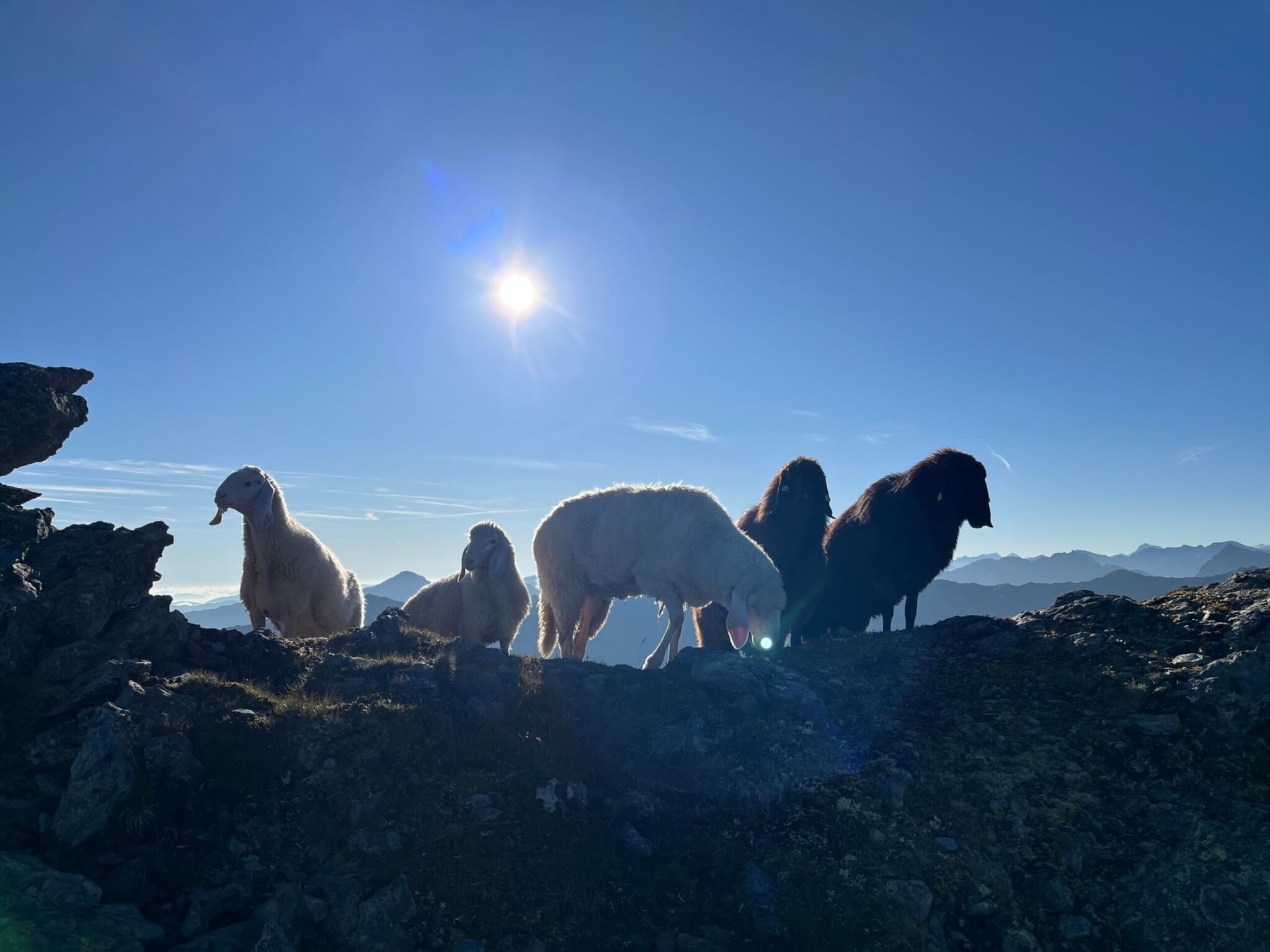 Eine Gruppe Schafe am Berg vor blauem Horizont mit strahlender Sonne