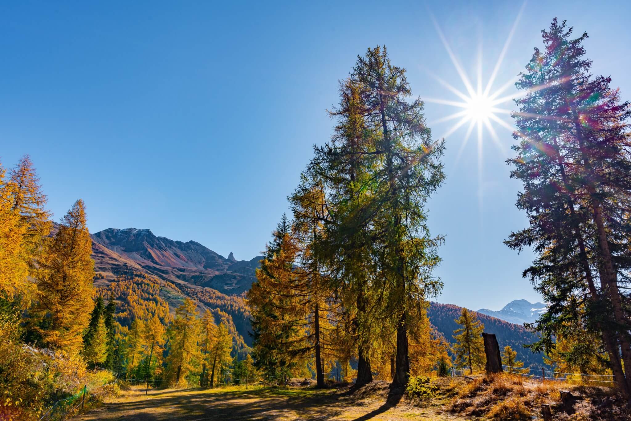 Waldstück bei Sonnenschein